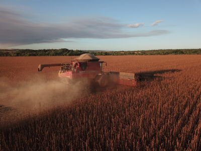 Safra do gergelim se aproxima do fim em Mato Grosso