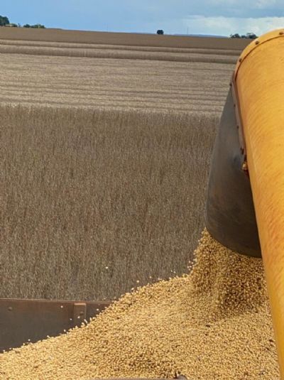 MT pode superar Argentina na produ��o de gr�os, aponta Imea