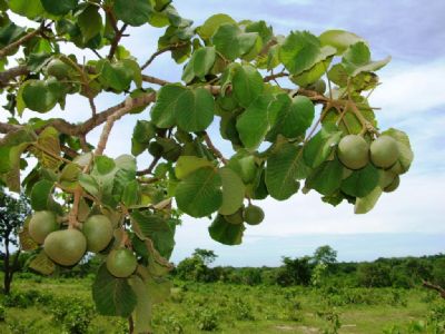 Colheita do pequi teve in�cio com pre�o em alta