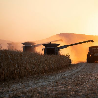 Colheita do milho avan�a em Mato Grosso e atinge 57,56% da �rea da safra 24/25