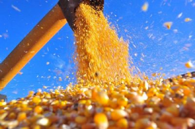 Milho abre quarta-feira mantendo as leves baixas em Chicago