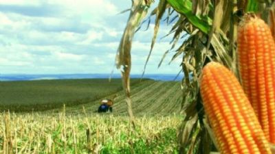 Plantio de milho 2� safra atinge 3/4 da �rea; janela ideal se fecha, diz AgRural