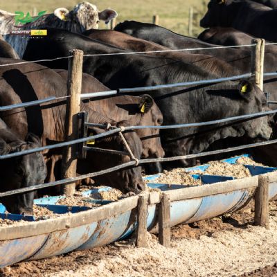 Suplementa��o Proteica e seus impactos sobre os bovinos