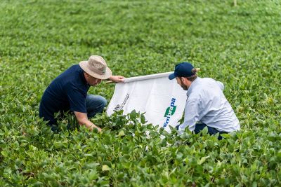 Defensivos naturais na agricultura crescem no Brasil e devem render US$ 5 bi no mundo