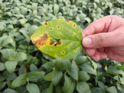 Mancha alvo j� est� incidindo na soja safra 2021/22