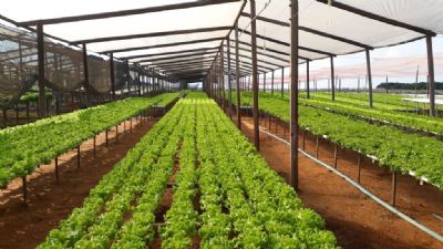 Cr�dito rural auxilia produtores na expans�o do cultivo de hortali�as