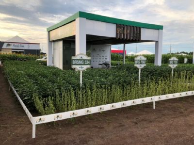 Instituto Soja Livre apresenta 12 cultivares de soja convencional no DINETEC 2023