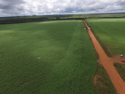 Estimativa: Produtividade das lavouras de milho tem queda no Norte Araguaia, segundo IMEA