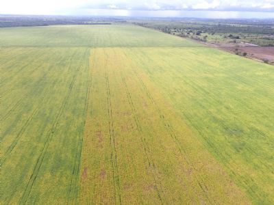 Milho: importa��o pela China cresce 675% em setembro ante setembro de 2019