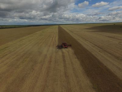 Ritmo da colheita de soja no Norte Araguaia � lento