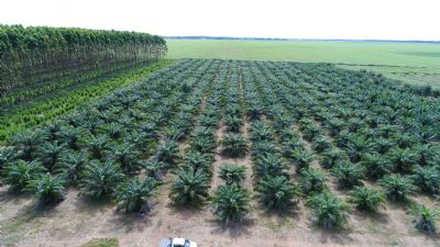 Embrapa avalia qualidade do �leo de palma produzido em Mato Grosso