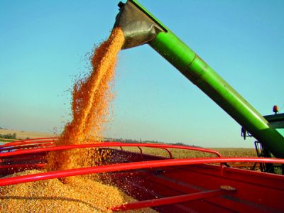 Milho: B3 volta do feriado tentando se manter em alta