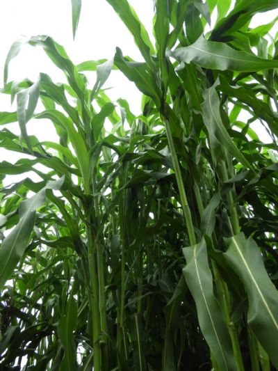 Com insumos caros e pouca chuva,  como alimentar o boi?