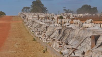 Baixo consumo dos confinamentos causa desaceleramento em MT