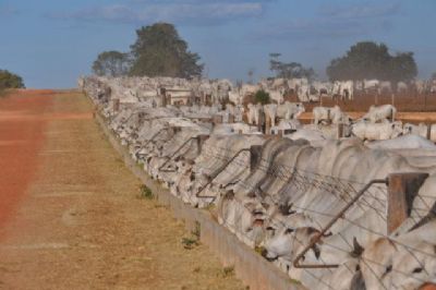Boi: Imea aumenta em 10% previs�o de confinamento em Mato Grosso