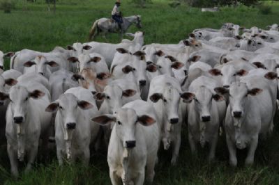 Boi gordo: quarentena muda padr�o de consumo; veja tend�ncia de pre�o