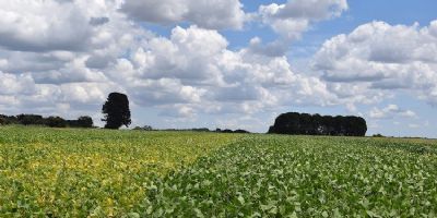 Aprosoja Brasil estima safra 2023/2024 em 135 milh�es de toneladas