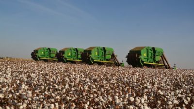 Colheita de algod�o come�a na pr�xima semana em Mato Grosso