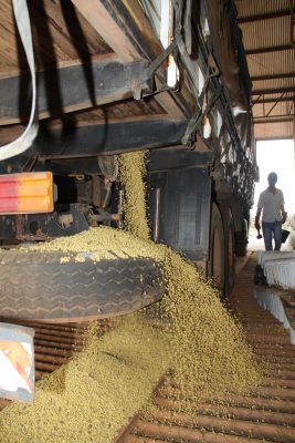 Produtores de soja do Mato Grosso come�am a vender a safra de 2022