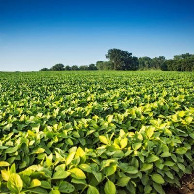 Custo de produ��o de soja aumenta 0,99% em Mato Grosso