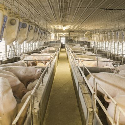 Exporta��es de su�nos aumenta 22% na compara��o � 2022