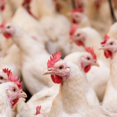 Exporta��o de carne de aves aumenta 18% em compara��o � 2022