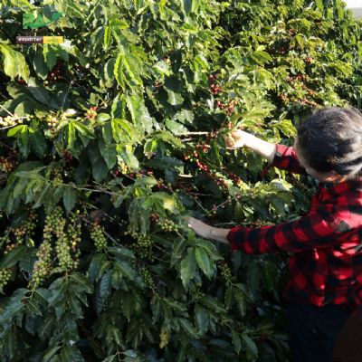 Caf�: Indicador do robusta bate novo recorde