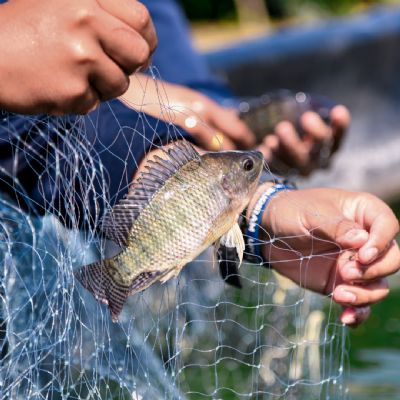 Oferta elevada impede aumento de pre�os em fevereiro