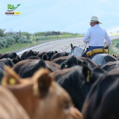 Criador prepara 2000 novilhas Girolando para atender mercado mato-grossense