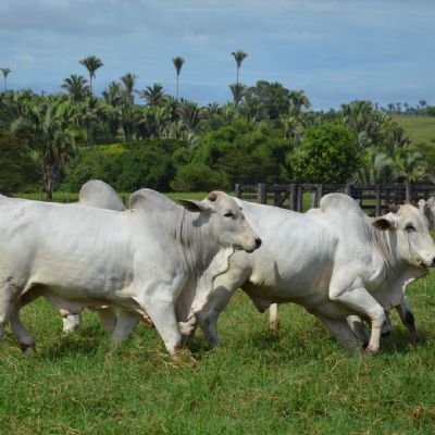 Mercado do boi gordo: semana fechou com acomoda��o nos pre�os em S�o Paulo