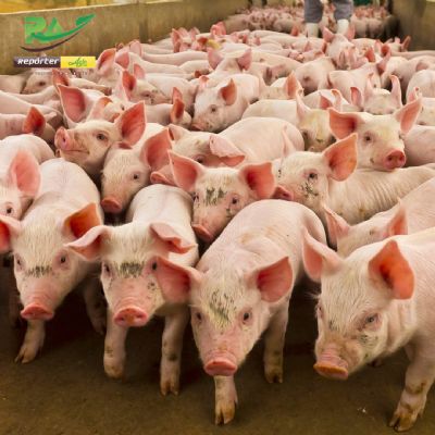 Pre�o do su�no vivo valoriza 8% em MT