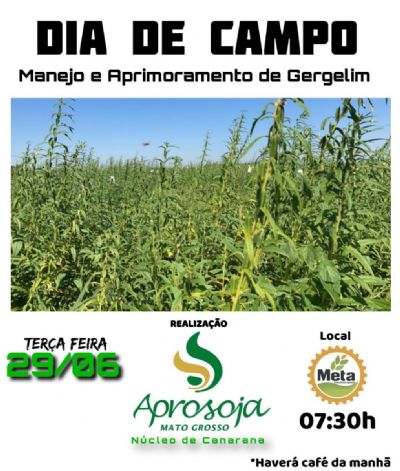 Cultura do gergelim ser� tema de Dia de Campo em Canarana