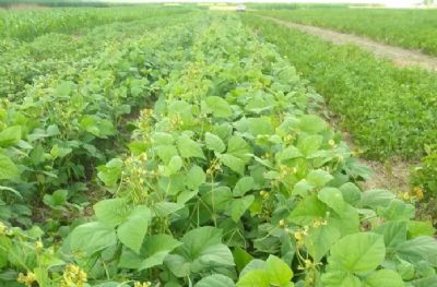 Empaer e parceiros testam novas cultivares de feijoeiro no munic�pio de Canarana