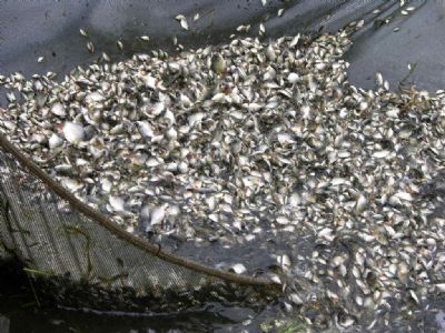 Empaer comercializa alevinos de tambacu e tambatinga no final de janeiro