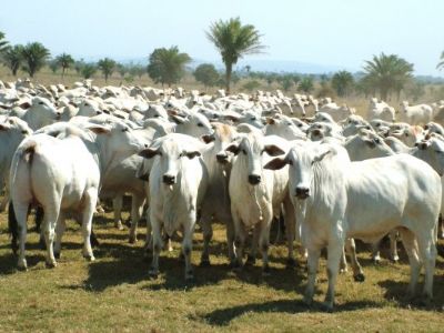 Vacina��o contra a febre aftosa ser� mantida em 2022