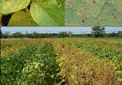 At� janeiro: Brasil j� registra 23 casos de ferrugem asi�tica na soja