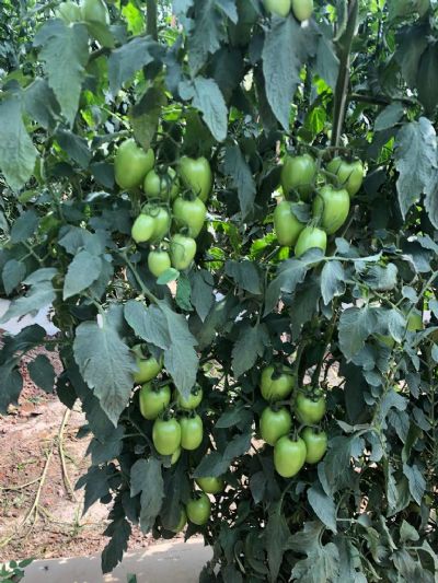 Rec�m-lan�ado, inseticida supera expectativa de comercializa��o no Pa�s