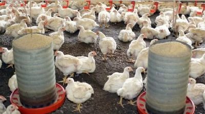 Frango: M�dia mensal da carne registra novo recorde real em setembro