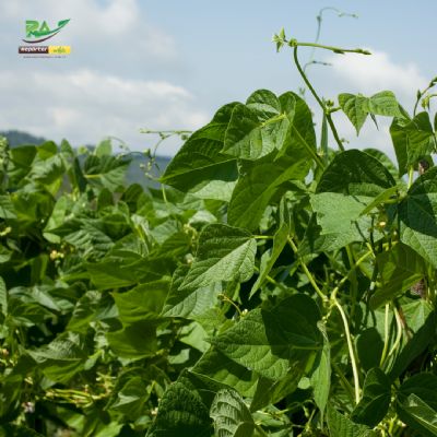 Feij�o: Queda na qualidade pressiona cota��es