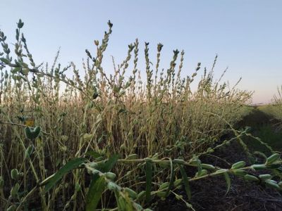 Em 2021 gergelim da regi�o de Canarana perde produtividade, mas ganha mercado internacional