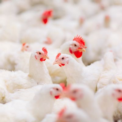 Exporta��es de carne de aves recuam em junho e podem ter queda de mais de 25% em rela��o a 2024