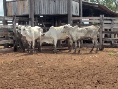 Em Santa Terezinha Pol�cia Civil recupera animais furtados e prende suspeitos pelo crime