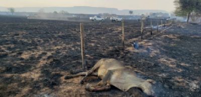 Inc�ndio destr�i 90 hectares de pasto e mata 13 cabe�as de gado em MT