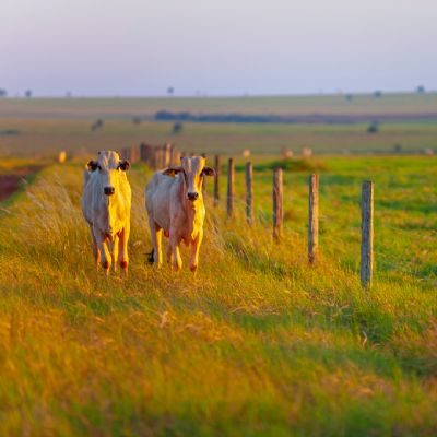 Exporta��es recordes de carne ser�o suficientes para reverter press�o sobre arroba do boi?