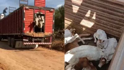 ICMBio retoma apreens�o de gado na Terra do Meio e a��o gera rea��o de produtores rurais