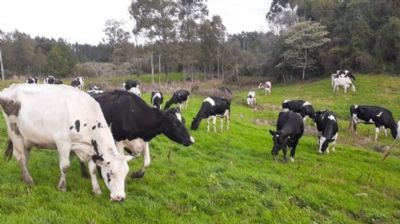 Leite: Desenvolvimento de pastagens e pre�o animam produtor do RS, diz Gadolando