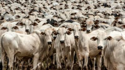 Mato Grosso abate mais de 5 milh�es de cabe�as de gado em 2019