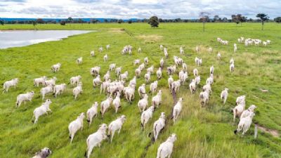 Pecuaristas de Mato Grosso come�am a vacina��o contra a aftosa