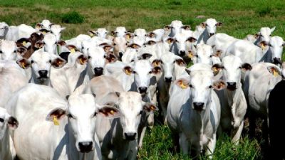 Mercado do boi gordo: oferta enxuta de animais para abate