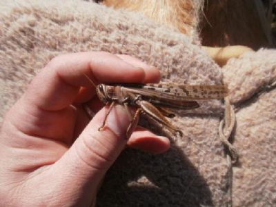 Nuvem de gafanhotos: Argentina diz que controle qu�mico foi satisfat�rio